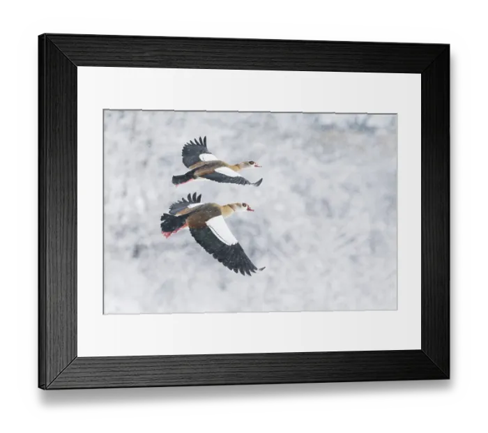 Framed Print : Two Nile Geese (Alopochen aegyptiacus) flying synchronised in front of a snow-covered landscape during snowfall