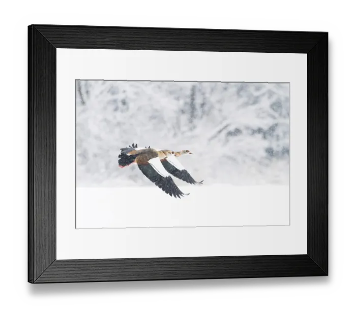 Framed Print : Two Nile Geese (Alopochen aegyptiacus) flying in snowfall against a background of snow-covered trees