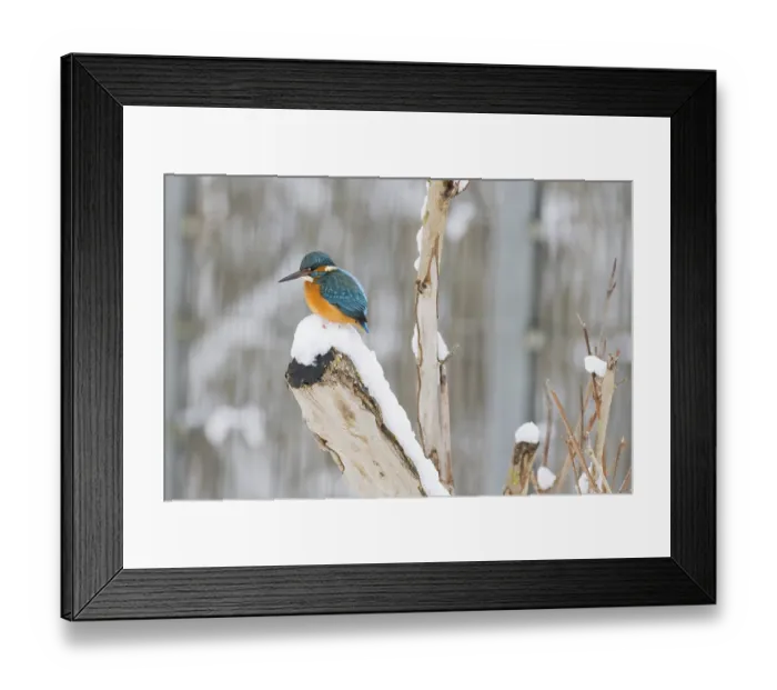 Framed Print : A kingfisher (Alcedo atthis) sits on a snow-covered branch and looks down Framed Print : A kingfisher (Alcedo atthis) sits on a snow-covered branch and looks down