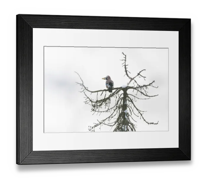 Framed Print : A jay (Garrulus glandarius) sits on a snow-covered treetop and holds a peanut in its beak