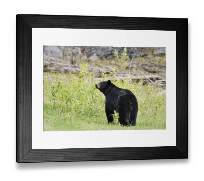Framed Print : American Black Bear (Ursus americanus)