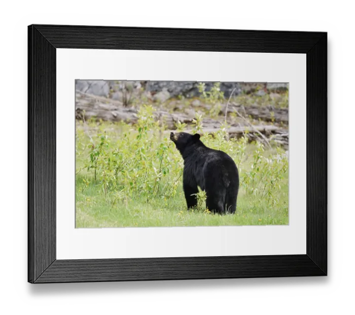 Framed Print : American Black Bear (Ursus americanus) Framed Print : American Black Bear (Ursus americanus)