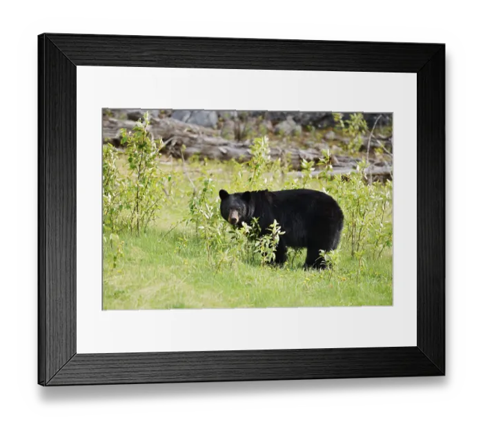 Framed Print : American Black Bear (Ursus americanus)