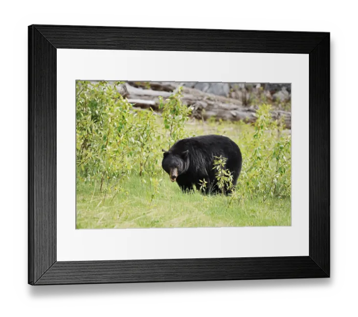 Framed Print : American Black Bear (Ursus americanus)