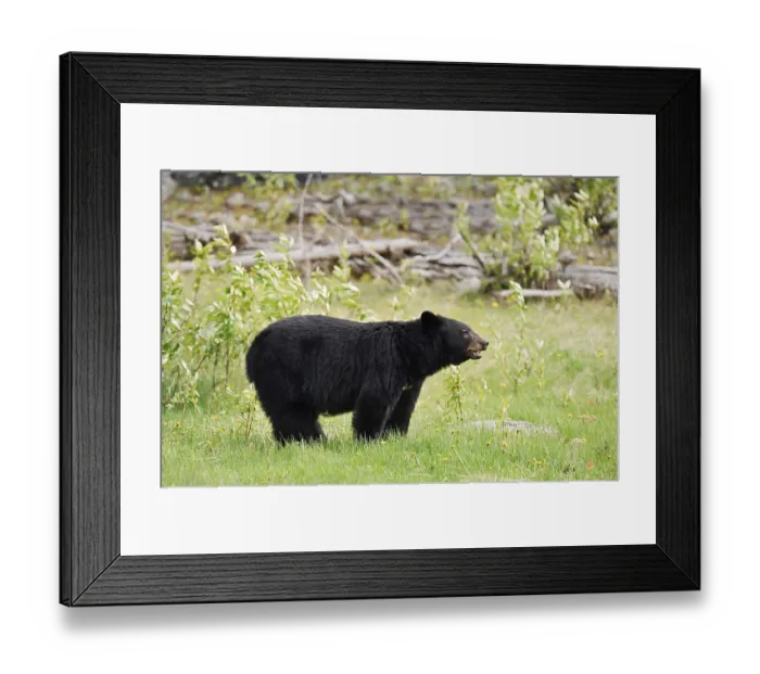 Framed Print : American Black Bear (Ursus americanus) Framed Print : American Black Bear (Ursus americanus)