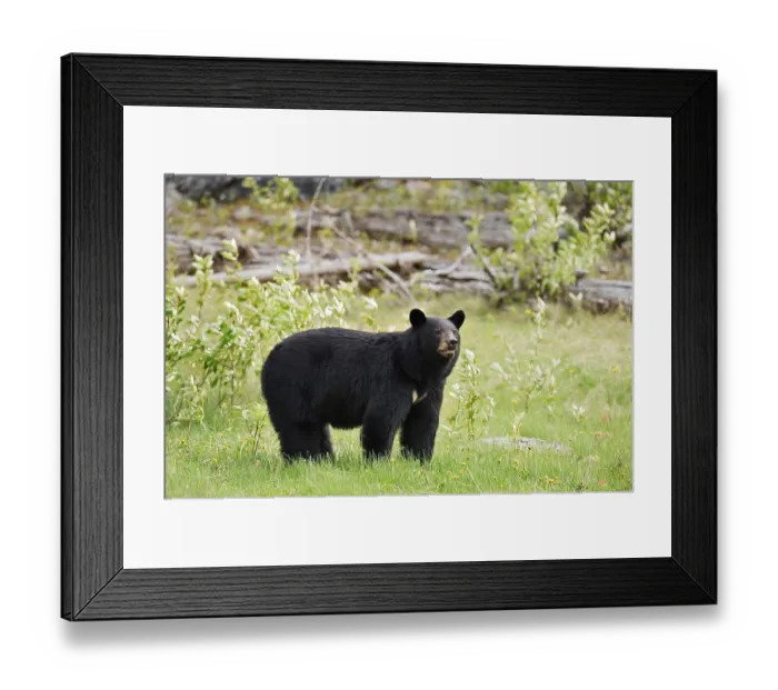 Framed Print : American Black Bear (Ursus americanus) Framed Print : American Black Bear (Ursus americanus)