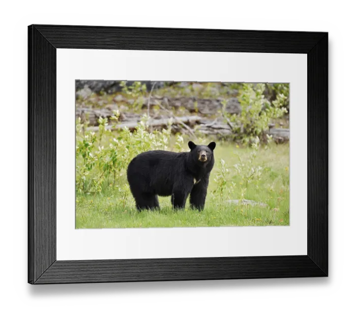Framed Print : American Black Bear (Ursus americanus) Framed Print : American Black Bear (Ursus americanus)