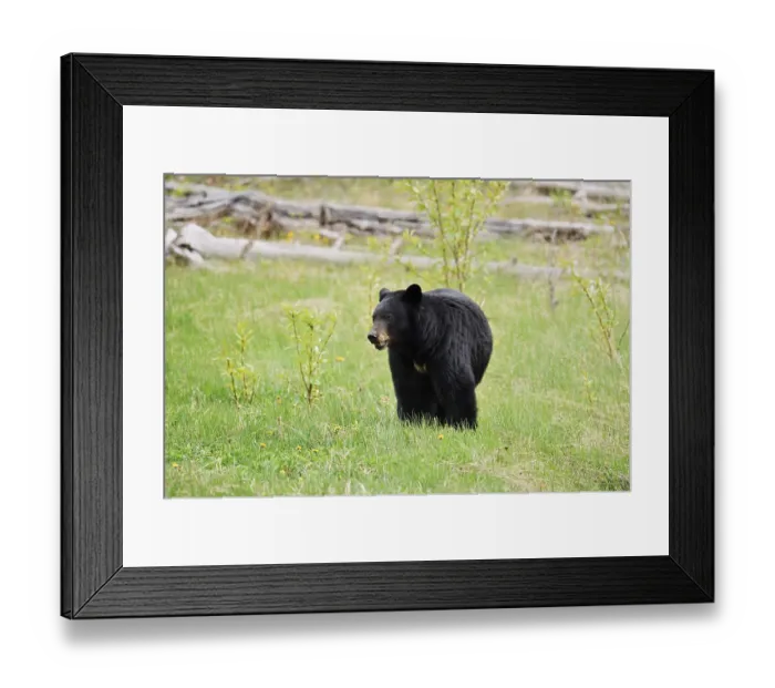 Framed Print : American Black Bear (Ursus americanus)