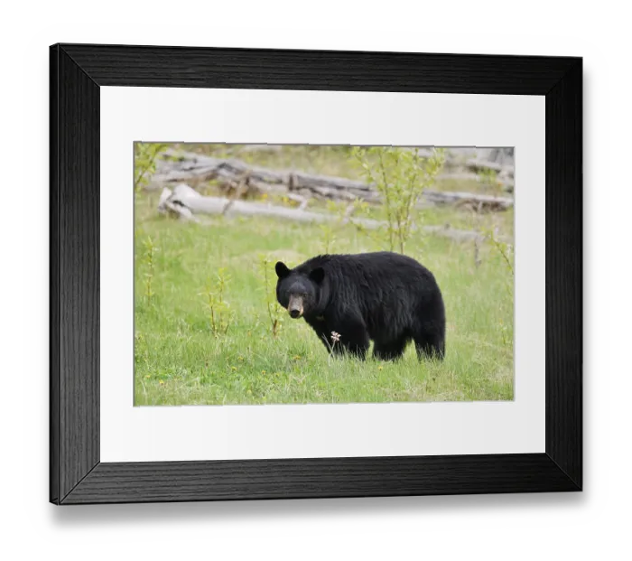 Framed Print : American Black Bear (Ursus americanus)