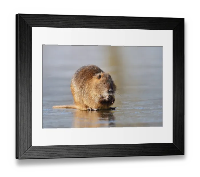 Framed Print : Nutria or swamp beaver (Myocastor coypus) sits feeding on the ice surface of a lake in winter