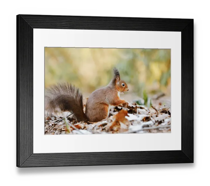 Framed Print : Eurasian squirrel (Sciurus vulgaris) sitting feeding on a pile of leaves with hoarfrost