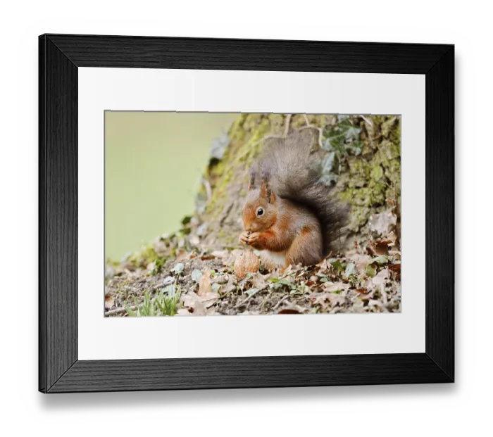 Framed Print : Eurasian squirrel (Sciurus vulgaris) eating a walnut