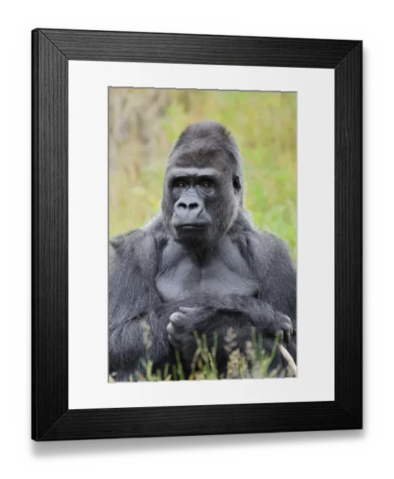 Framed Print : Western lowland gorilla (Gorilla gorilla gorilla)