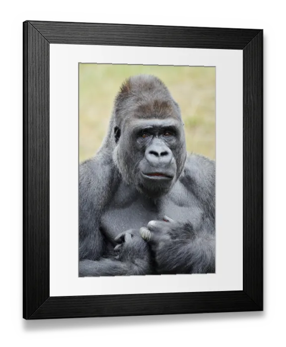 Framed Print : Western lowland gorilla (Gorilla gorilla gorilla)