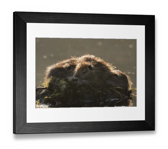 Framed Print : Nutria or swamp beaver (Myocastor coypus)