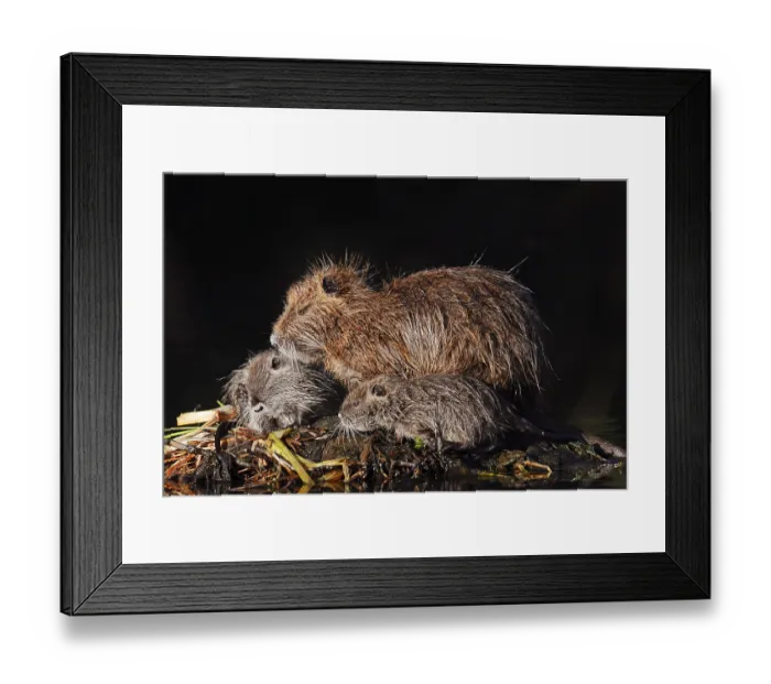 Framed Print : Nutria or swamp beaver (Myocastor coypus) Framed Print : Nutria or swamp beaver (Myocastor coypus)