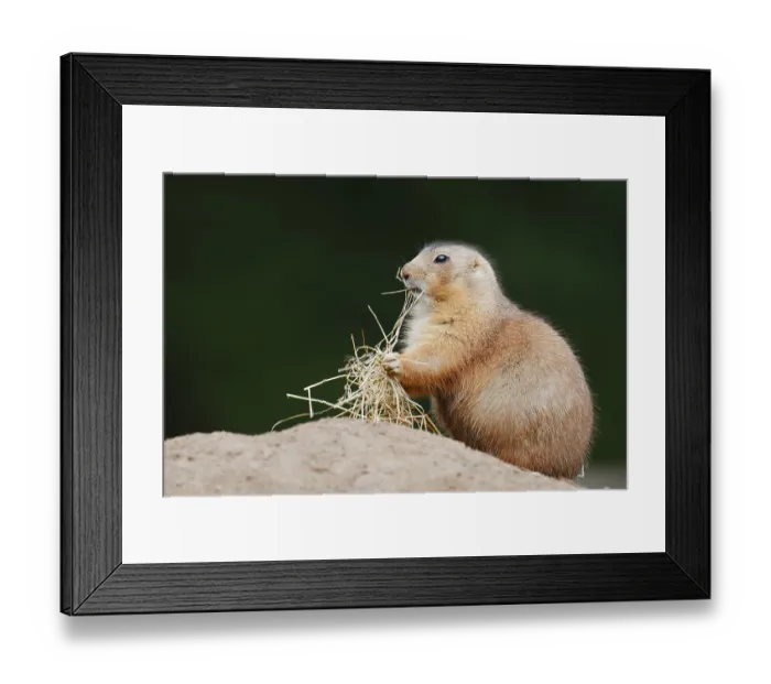 Framed Print : Black-tailed prairie dog (Cynomys ludovicianus) with dry grass at the burrow