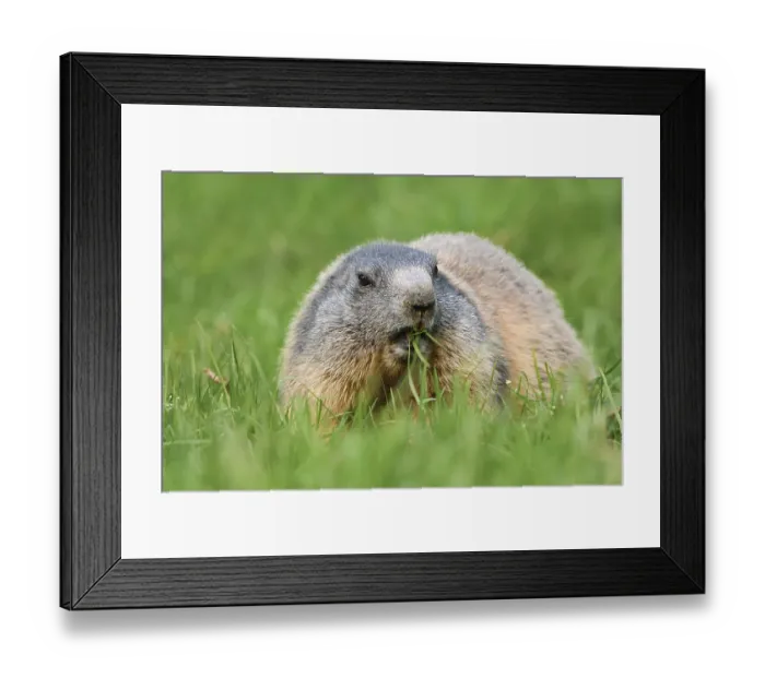 Framed Print : Alpine marmot (Marmota marmota)