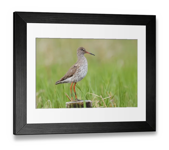 Framed Print : Redshank (Tringa totanus), Schleswig-Holstein Framed Print : Redshank (Tringa totanus), Schleswig-Holstein