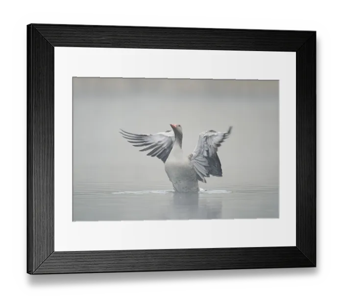 Framed Print : Greylag goose (Anser anser), wings flapping in the morning mist Framed Print : Greylag goose (Anser anser), wings flapping in the morning mist
