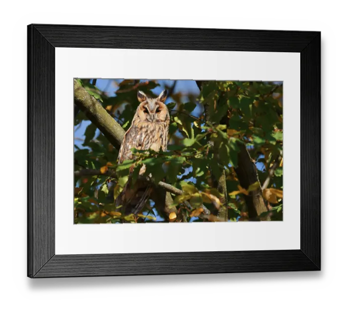 Framed Print : Long-eared owl (Asio otus) sitting in a tree