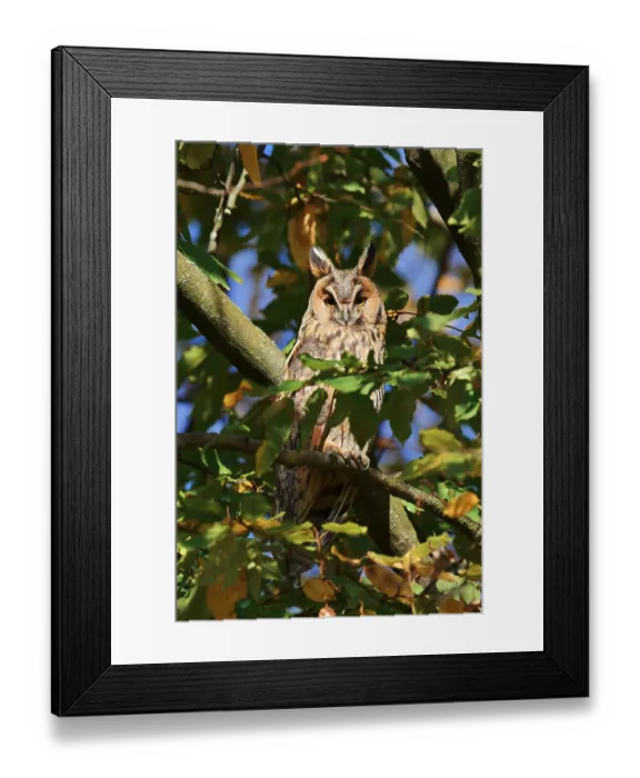 Framed Print : Long-eared owl (Asio otus) sitting in a tree