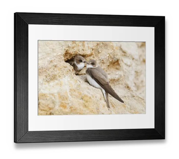 Framed Print : Sand martin (Riparia riparia), pair at the breeding tube