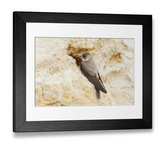Framed Print : Sand martin (Riparia riparia) at the breeding tube