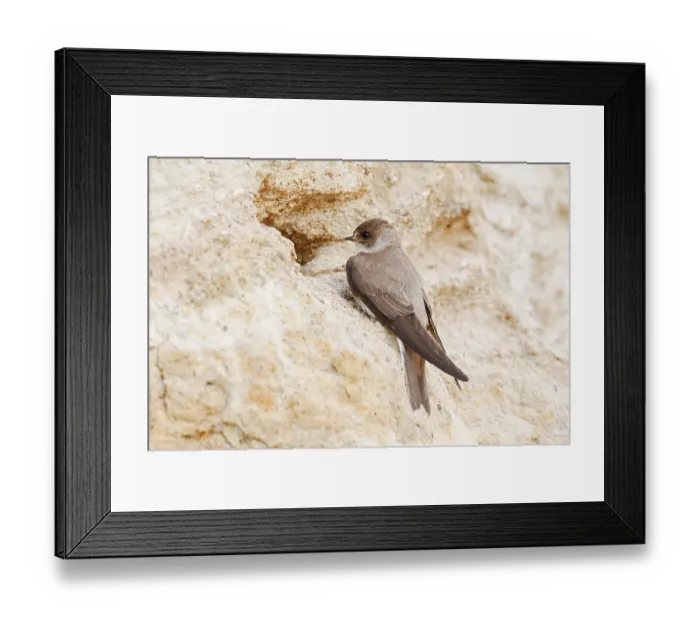 Framed Print : Sand martin (Riparia riparia) at the breeding tube