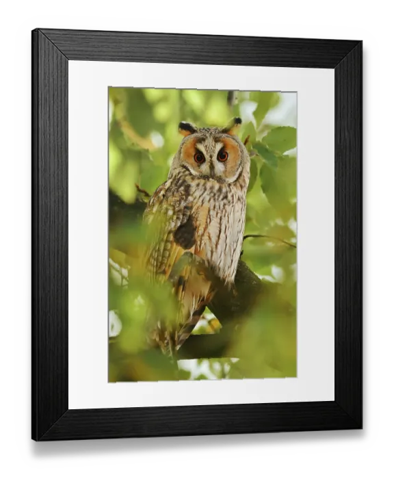 Framed Print : Long-eared owl (Asio otus) sitting in a tree Framed Print : Long-eared owl (Asio otus) sitting in a tree
