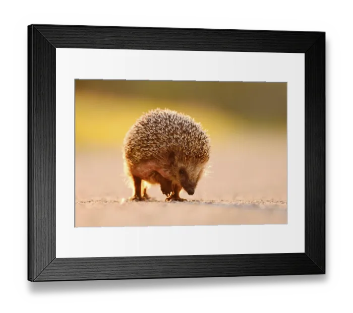 Framed Print : Brown-breasted hedgehog or Western European hedgehog (Erinaceus europaeus) Framed Print : Brown-breasted hedgehog or Western European hedgehog (Erinaceus europaeus)