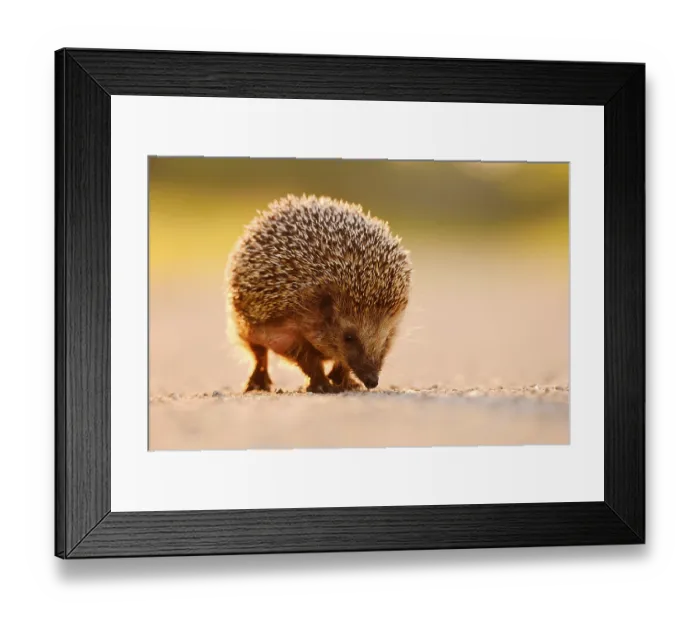 Framed Print : Brown-breasted hedgehog or Western European hedgehog (Erinaceus europaeus) Framed Print : Brown-breasted hedgehog or Western European hedgehog (Erinaceus europaeus)
