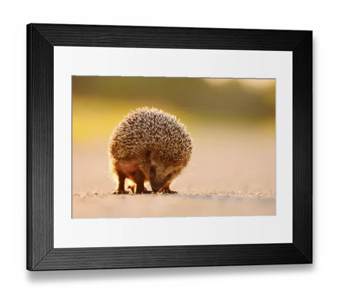 Framed Print : Brown-breasted hedgehog or Western European hedgehog (Erinaceus europaeus) Framed Print : Brown-breasted hedgehog or Western European hedgehog (Erinaceus europaeus)
