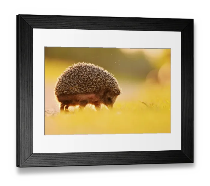 Framed Print : Brown-breasted hedgehog or Western European hedgehog (Erinaceus europaeus) Framed Print : Brown-breasted hedgehog or Western European hedgehog (Erinaceus europaeus)