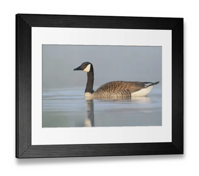 Framed Print : Canada goose (Branta canadensis)