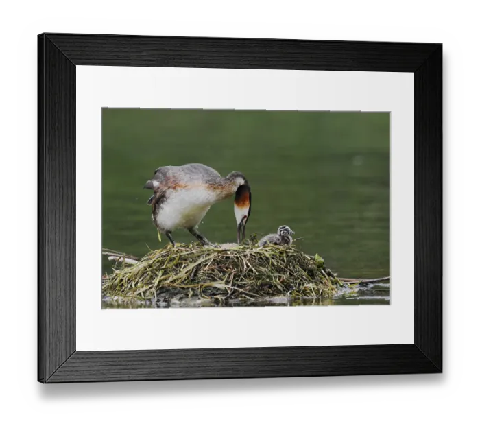 Framed Print : Great Crested Grebe (Podiceps scalloped ribbonfish) with chicks on the nest