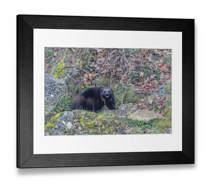 Framed Print : A wolverine (Gulo gulo) stands on a rocky slope covered in green vegetation Framed Print : A wolverine (Gulo gulo) stands on a rocky slope covered in green vegetation
