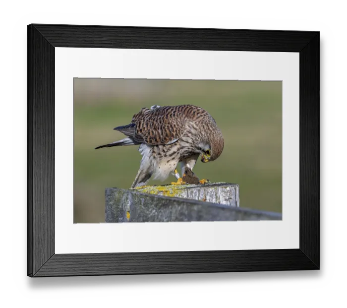 Framed Print : Common kestrel  /  European kestrel (Falco tinnunculus) female perched on wooden fence post eating caught vole prey