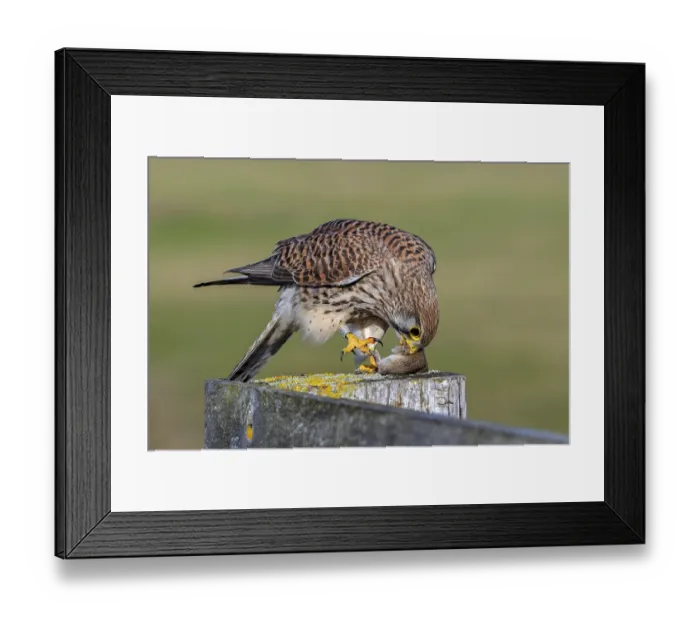 Framed Print : Common kestrel  /  European kestrel (Falco tinnunculus) female perched on wooden fence post eating caught vole prey