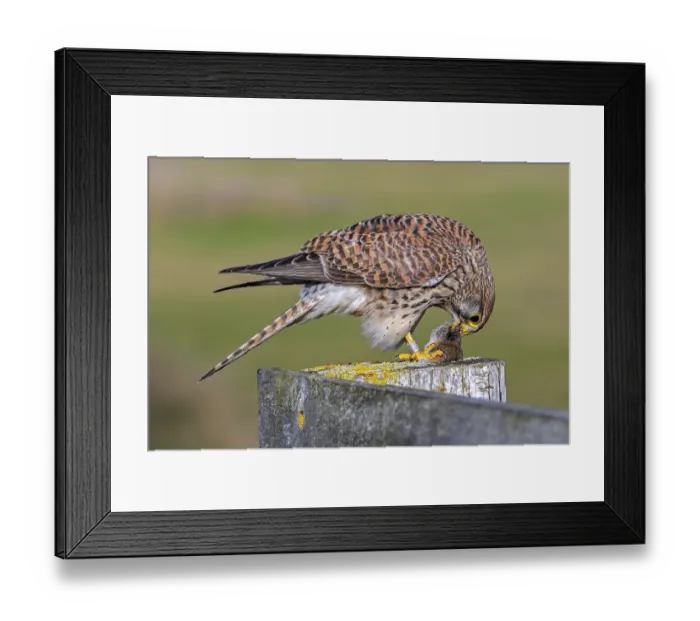 Framed Print : Common kestrel  /  European kestrel (Falco tinnunculus) female perched on wooden fence post eating caught vole prey