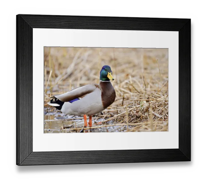 Framed Print : Mallard (Anas platyrhynchos), drake