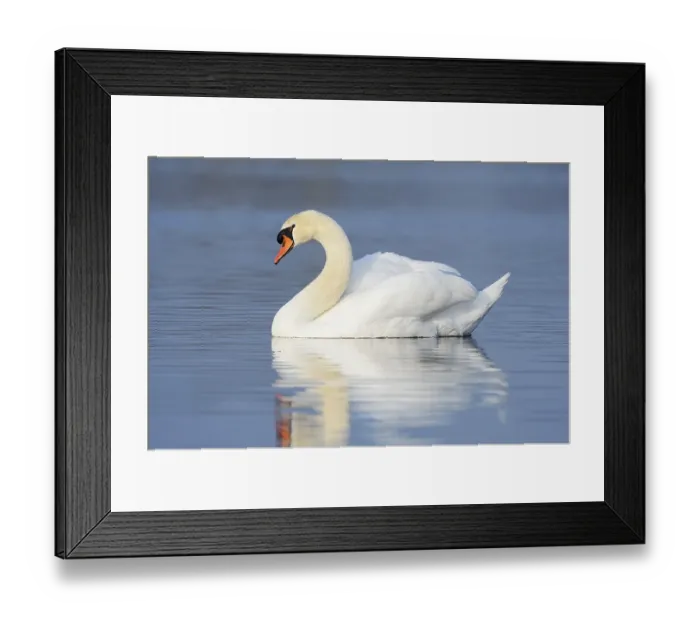 Framed Print : Mute swan (Cygnus olor), North Rhine-Westphalia Framed Print : Mute swan (Cygnus olor), North Rhine-Westphalia