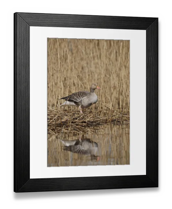Framed Print : Greylag goose (Anser anser) building a nest in the reeds Framed Print : Greylag goose (Anser anser) building a nest in the reeds