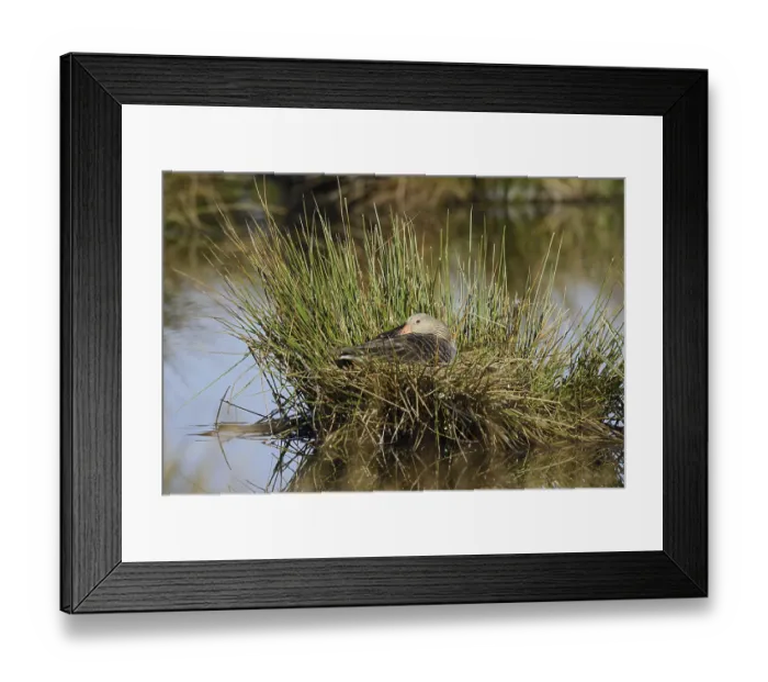 Framed Print : Greylag goose (Anser anser) sitting brooding on the nest Framed Print : Greylag goose (Anser anser) sitting brooding on the nest