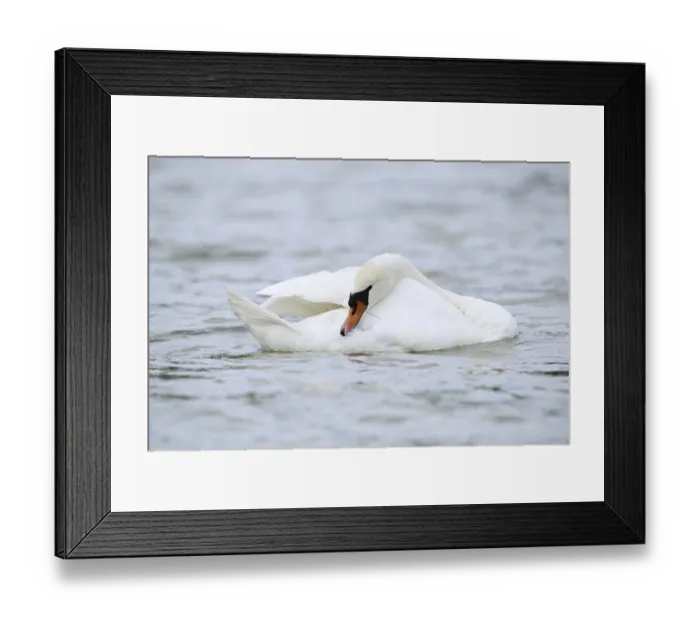 Framed Print : Mute swan (Cygnus olor) grooming its feathers