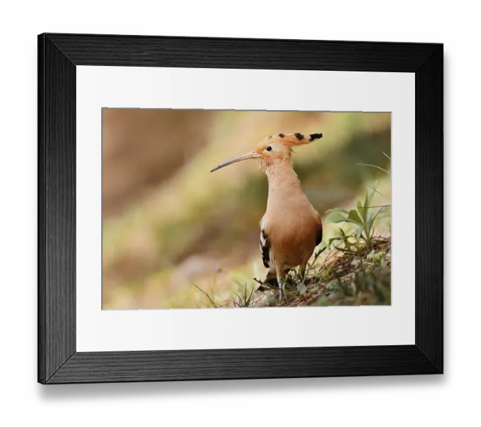 Framed Print : Hoopoe (Upupa epops), Algarve, Portugal Framed Print : Hoopoe (Upupa epops), Algarve, Portugal