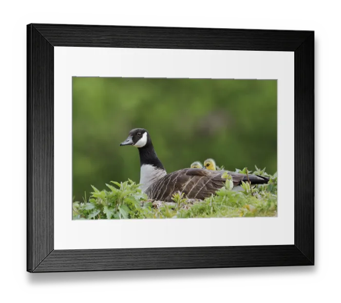 Framed Print : Canada goose (Branta canadensis) breeding with chicks on the nest Framed Print : Canada goose (Branta canadensis) breeding with chicks on the nest