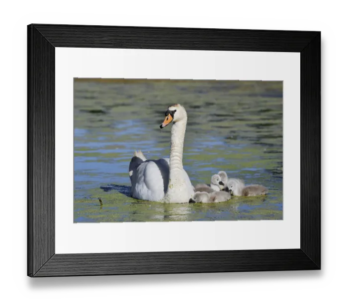 Framed Print : Mute swan (Cygnus olor) with chicks on a lake