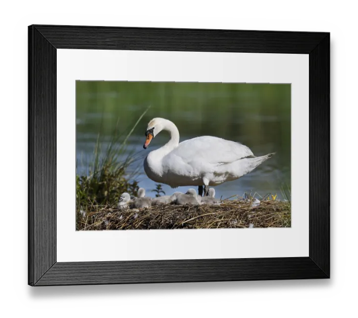 Framed Print : Mute swan (Cygnus olor) with chicks on the nest