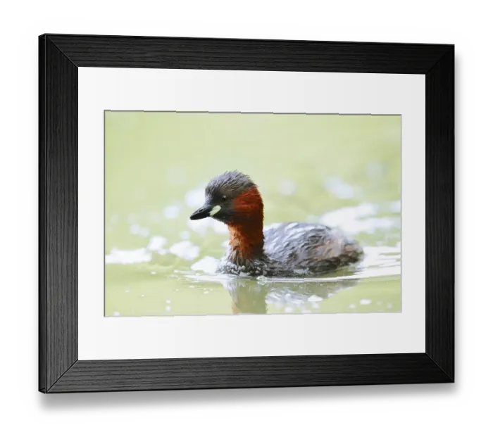 Framed Print : Little grebe (Tachybaptus ruficollis)